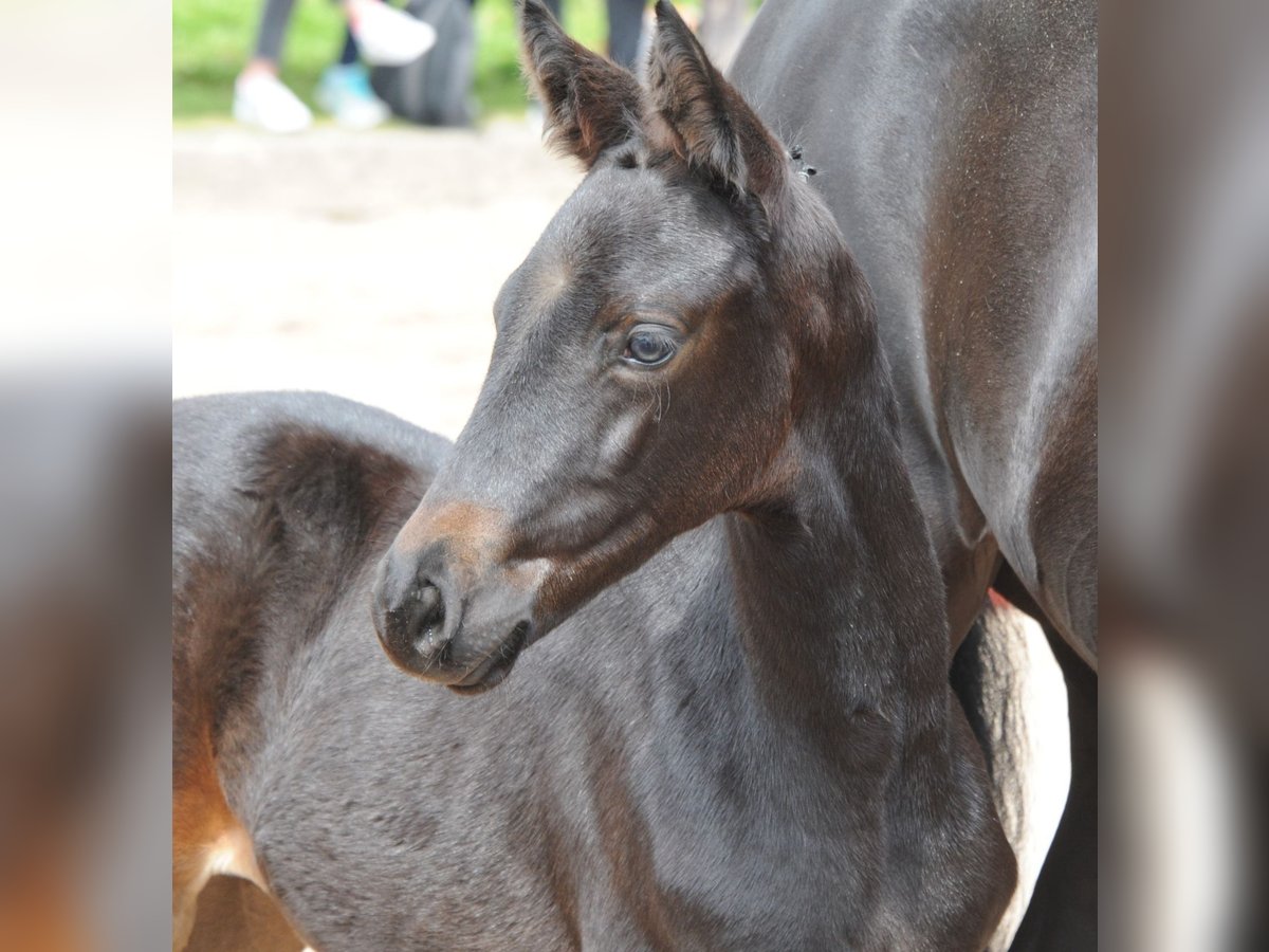 Trakehner Jument 2 Ans Bai brun foncé in Extertal