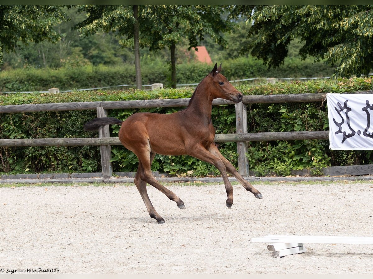 Trakehner Jument 2 Ans Bai in Lengenfeld