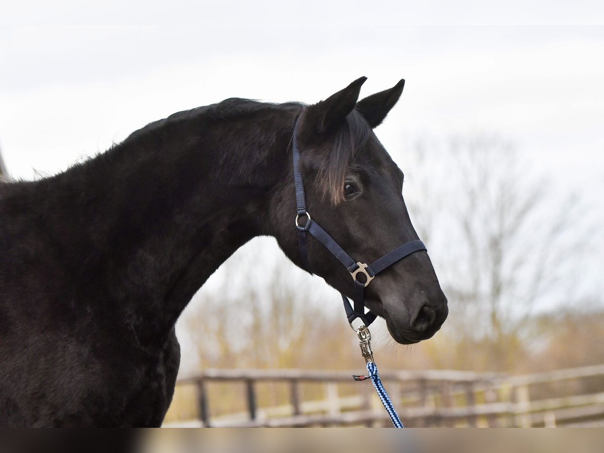 Trakehner Jument 2 Ans Noir in Brodersdorf