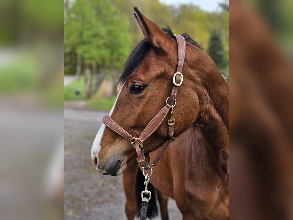 Trakehner Jument 3 Ans 158 cm Bai in Uslar