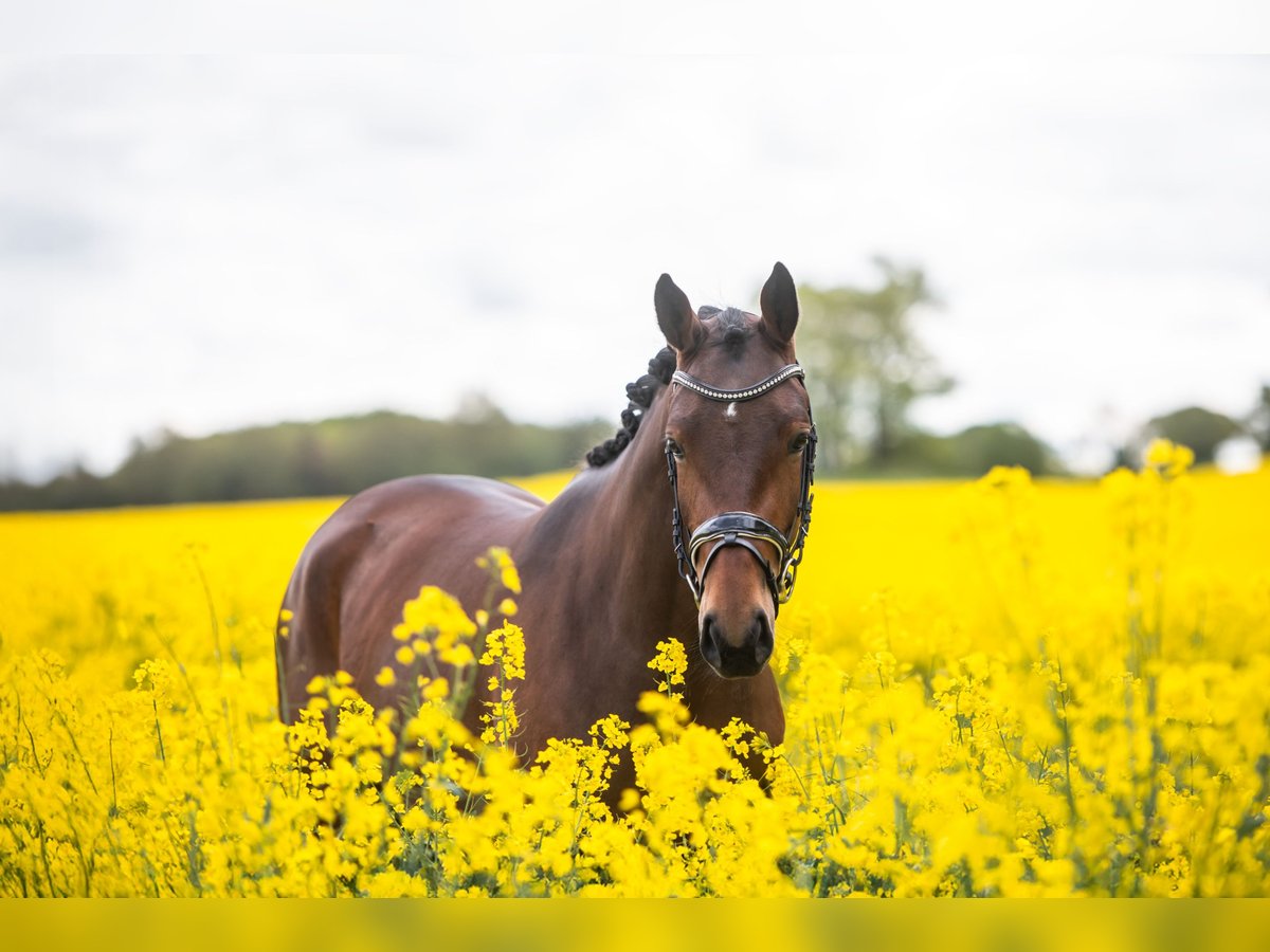 Trakehner Jument 3 Ans 164 cm Bai in Panker