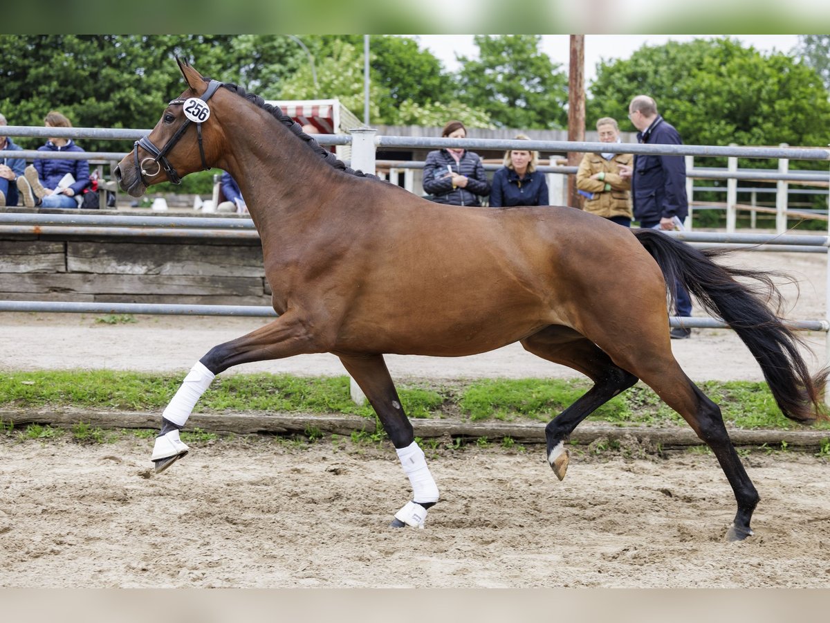 Trakehner Jument 3 Ans 169 cm Bai in Neumünster