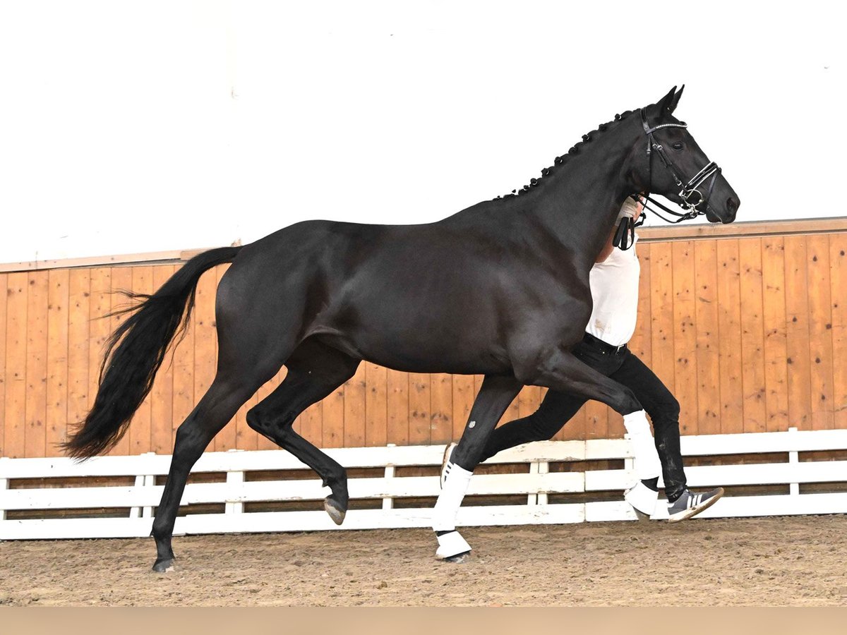 Trakehner Jument 3 Ans 170 cm Noir in Neumünster