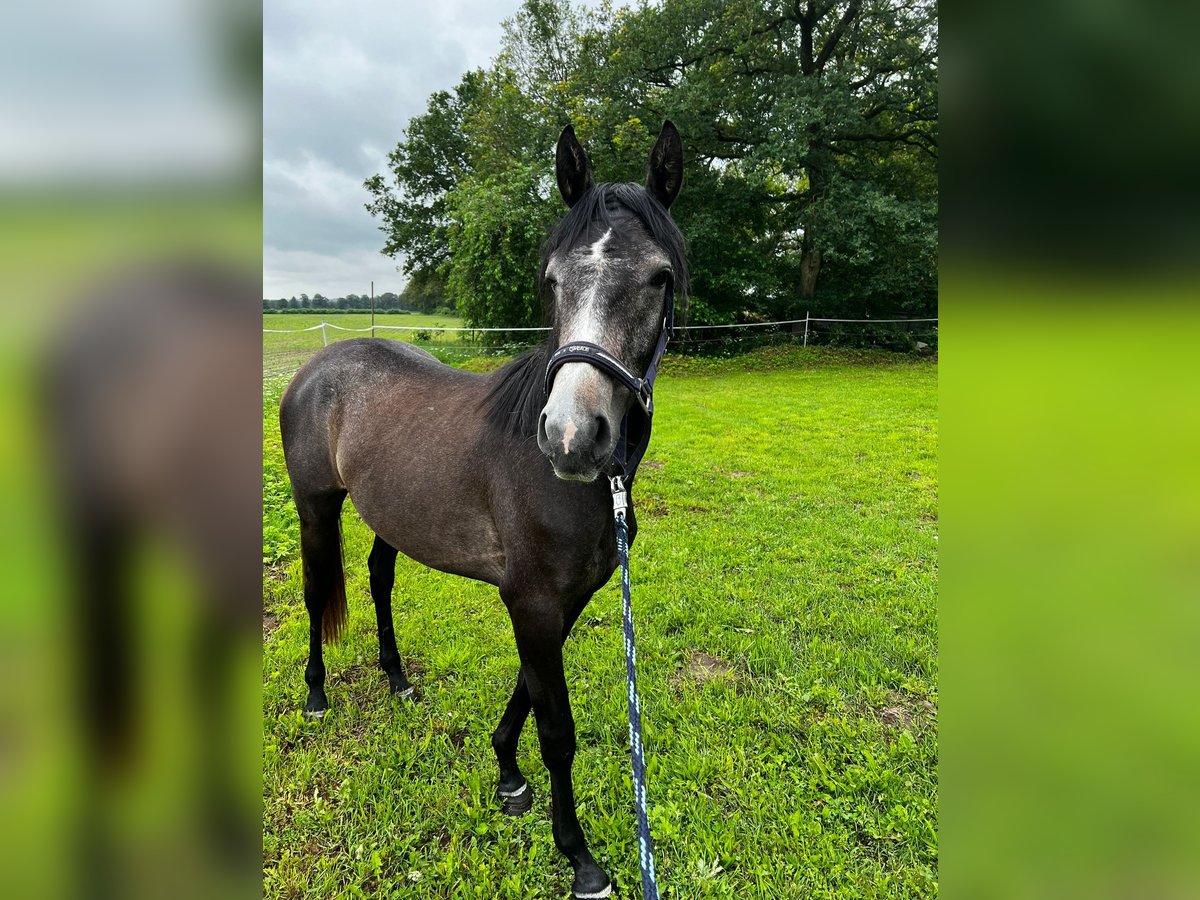 Trakehner Jument 3 Ans Gris noir in Hasenmoor