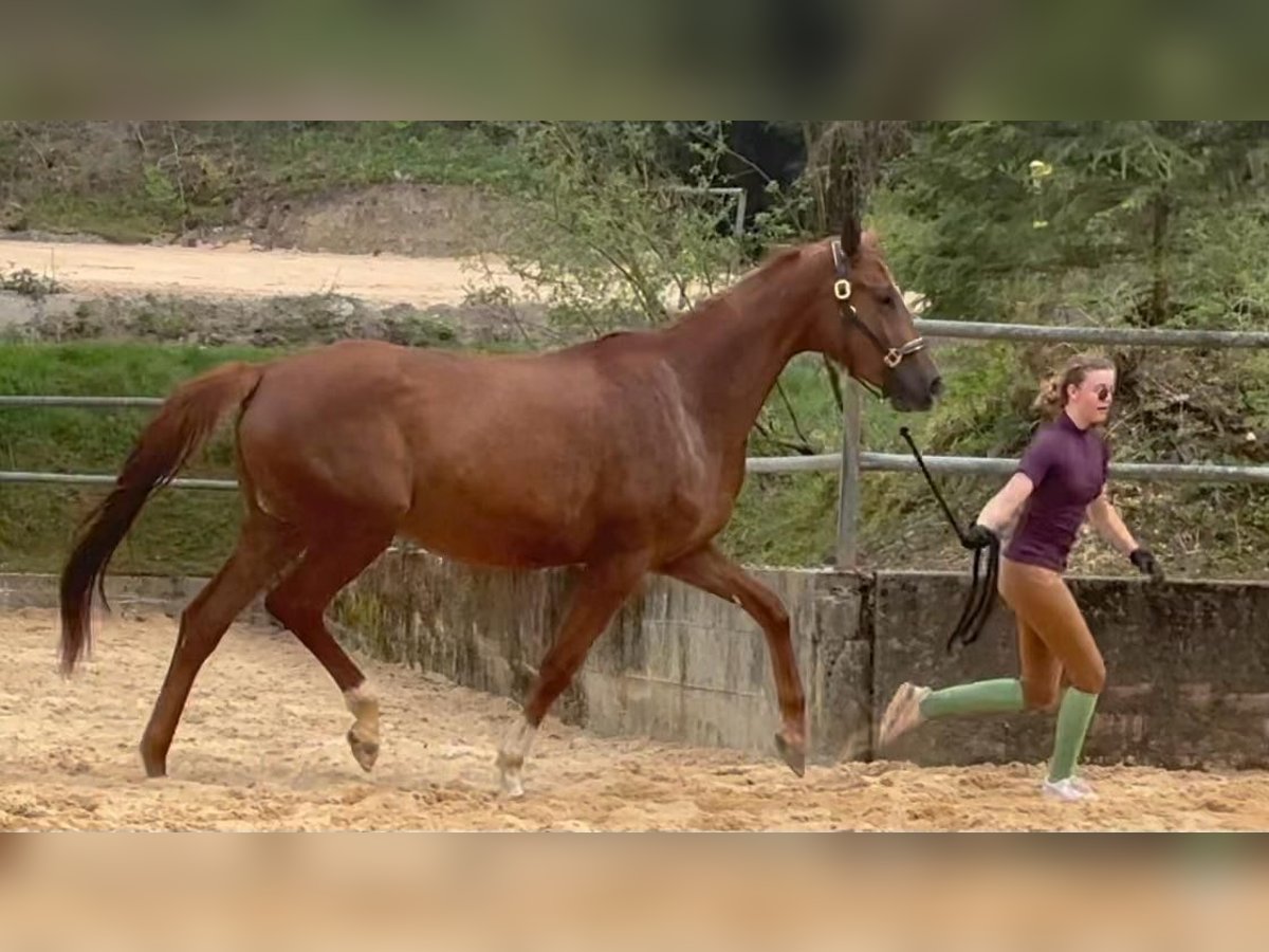 Trakehner Jument 4 Ans 168 cm Alezan in Wehringen