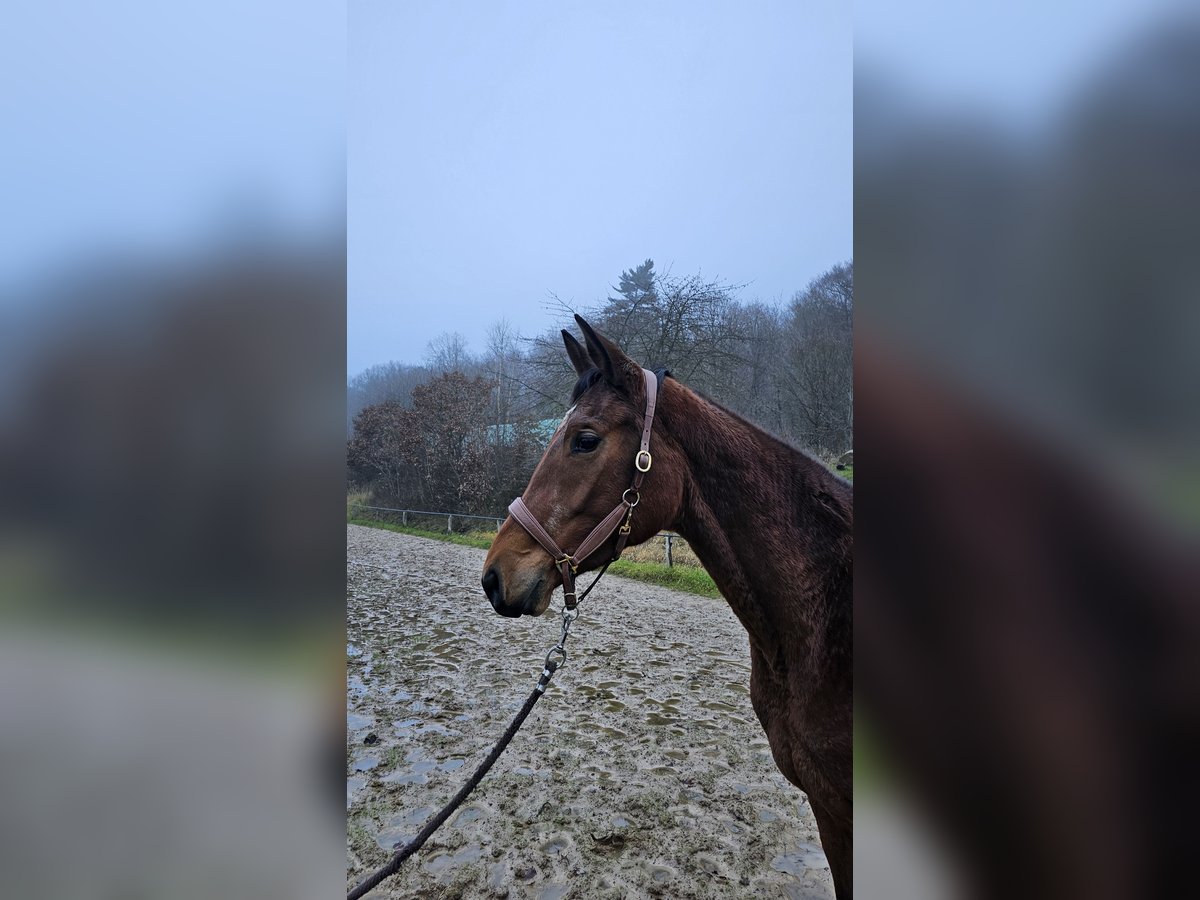 Trakehner Jument 4 Ans 168 cm Bai in Uslar