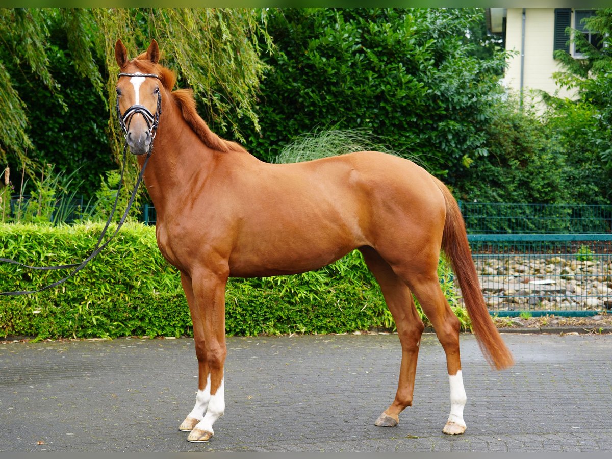 Trakehner Jument 4 Ans 170 cm Alezan in Coesfeld