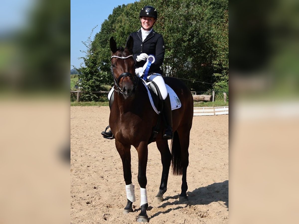 Trakehner Jument 4 Ans 170 cm Bai brun in Emmerthal