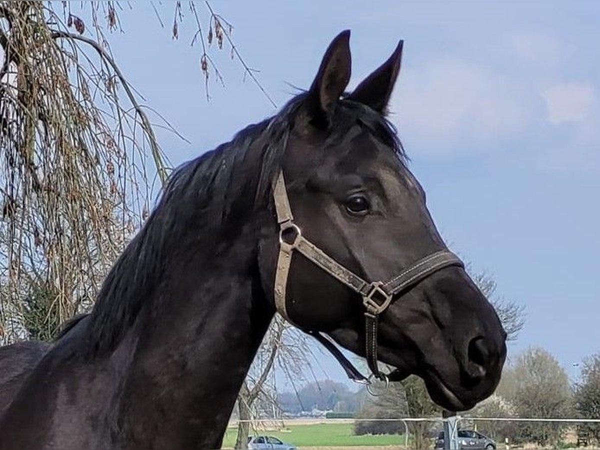 Trakehner Jument 4 Ans 174 cm Bai brun foncé in Kleve