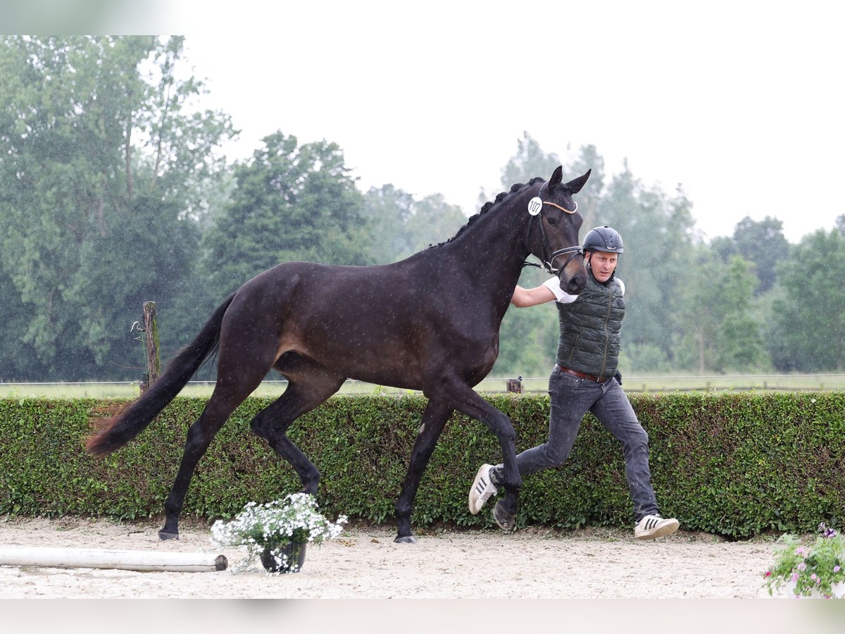 Trakehner Jument 4 Ans Noir in Krefeld