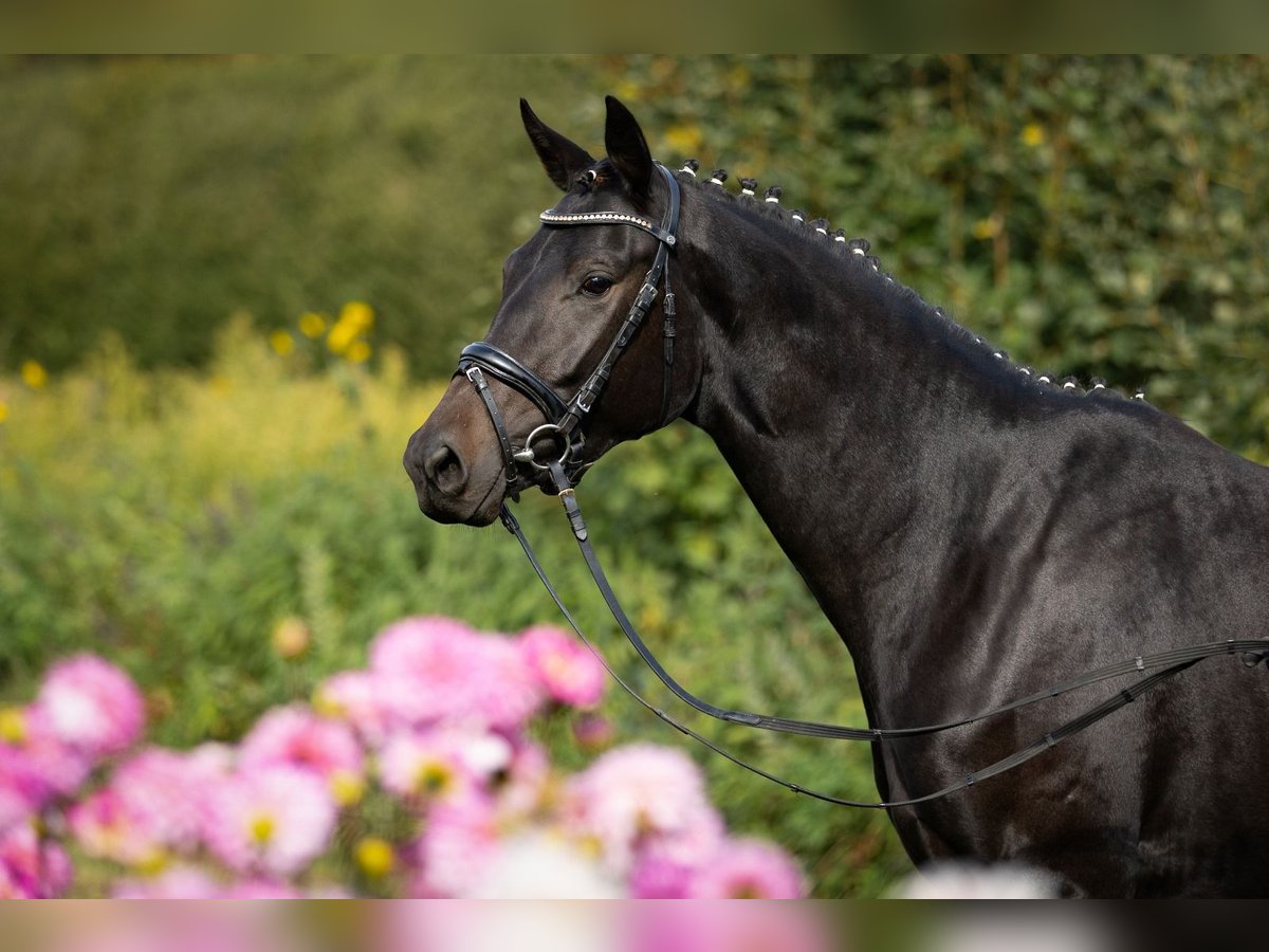 Trakehner Jument 5 Ans 163 cm Bai brun foncé in Wolfhagen