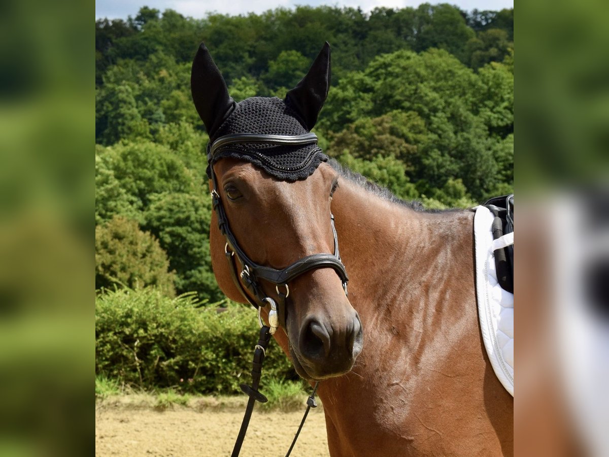 Trakehner Jument 5 Ans 165 cm Bai in Heiligenhaus