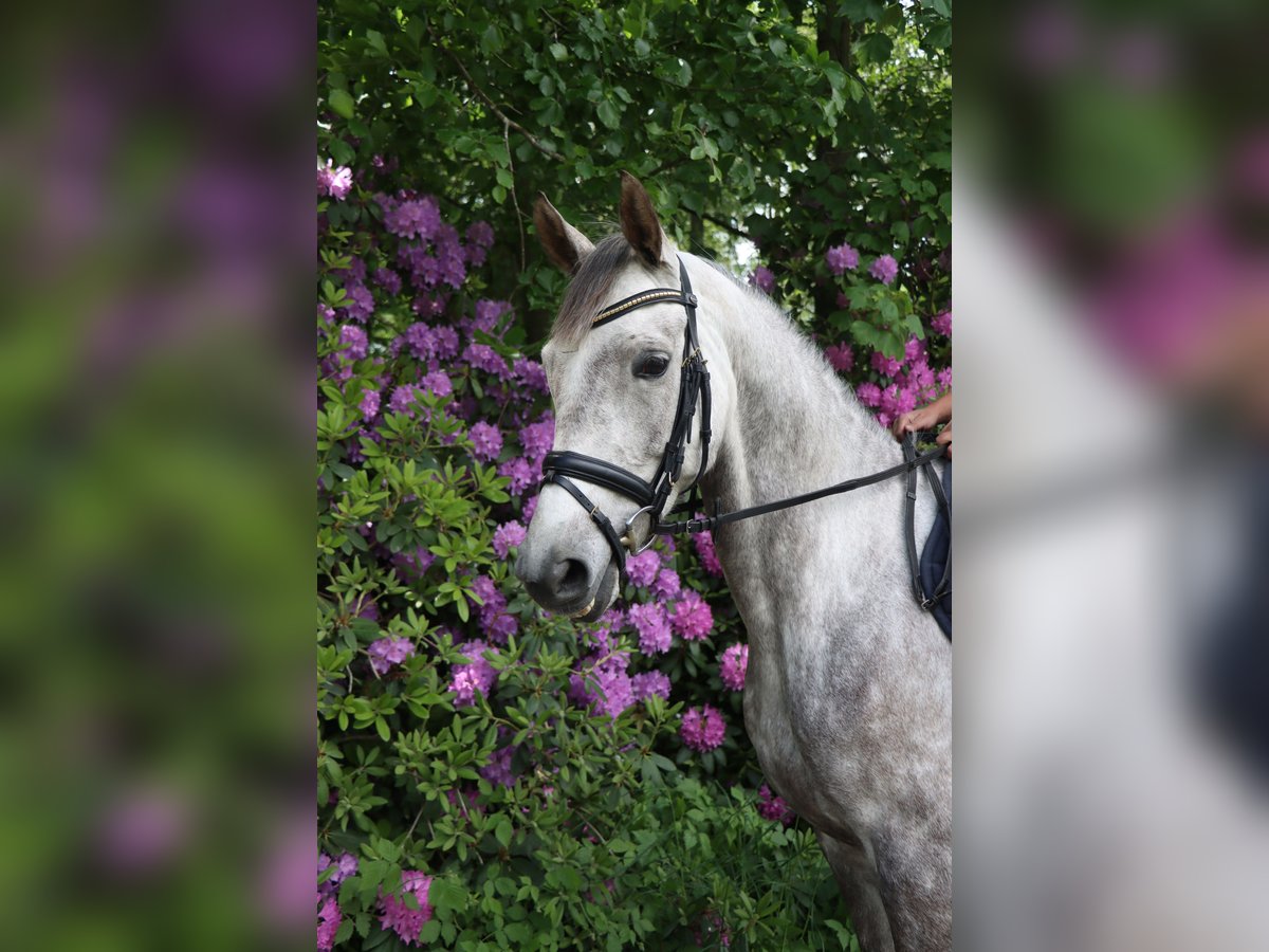 Trakehner Jument 5 Ans 165 cm Gris in Alveslohe