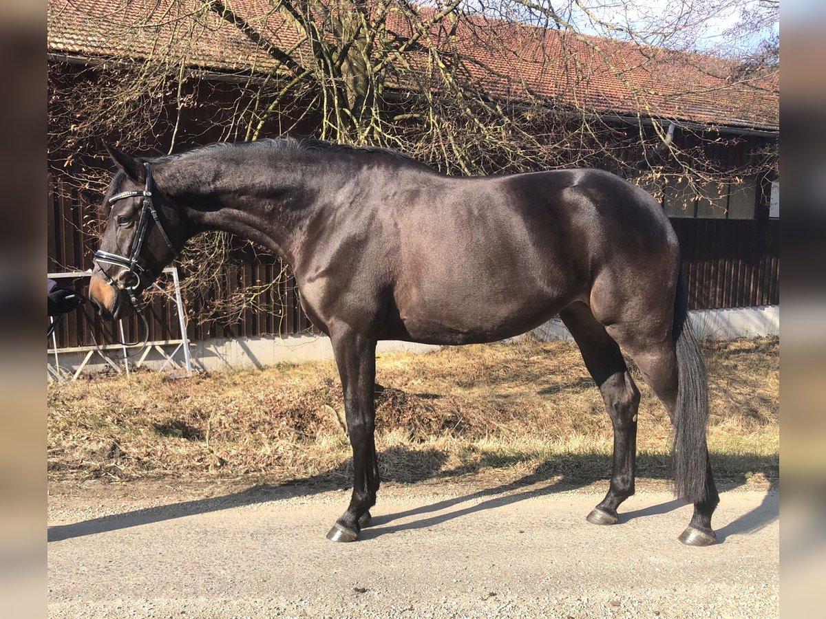 Trakehner Jument 5 Ans 168 cm Bai brun in Baching