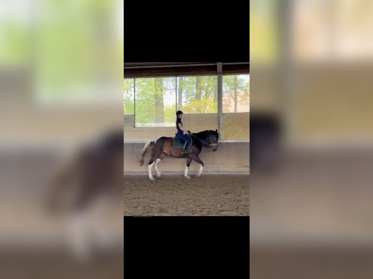 Trakehner Croisé Jument 5 Ans 168 cm Pinto in Harsewinkel