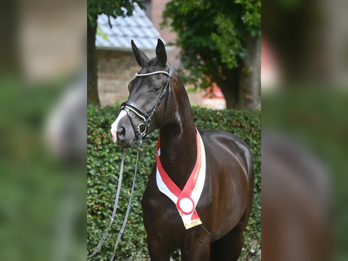 Trakehner Jument 5 Ans Noir in Neckarsteinach