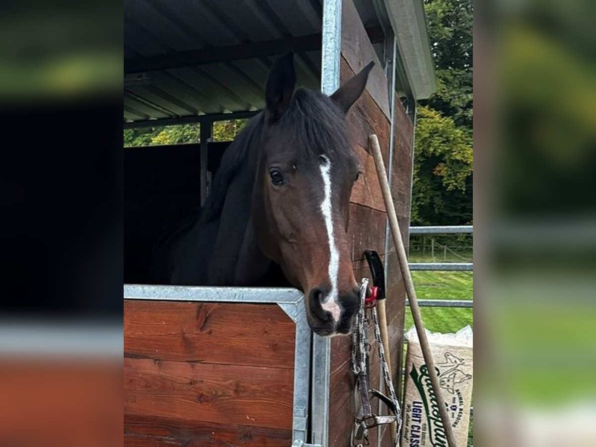 Trakehner Jument 6 Ans 166 cm Bai in Neukirch an der Thur