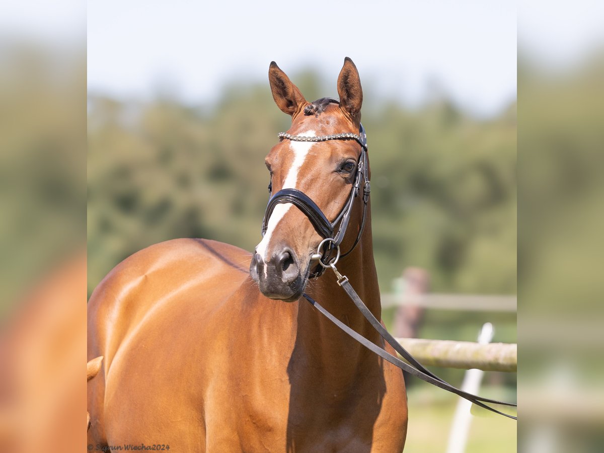 Trakehner Jument 6 Ans 167 cm Bai in Wesel