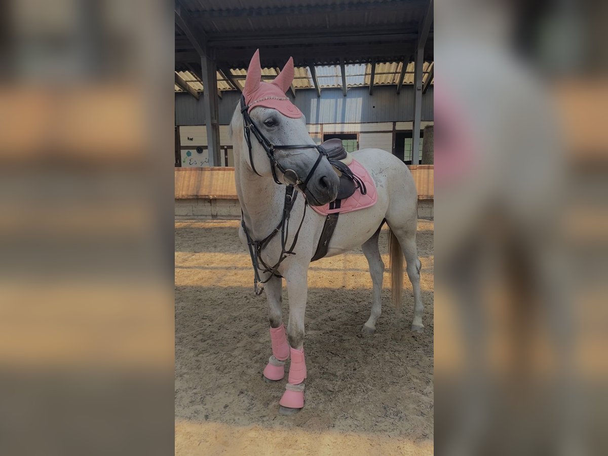 Trakehner Jument 6 Ans 167 cm Gris in Neulingen