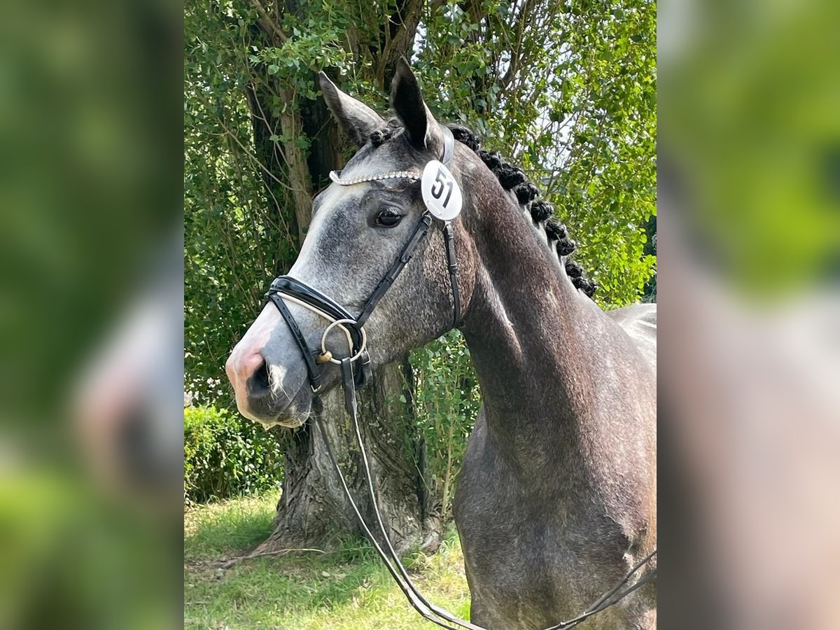 Trakehner Jument 6 Ans 168 cm Gris in Ingolstadt