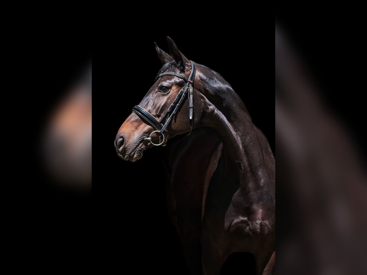 Trakehner Jument 7 Ans 167 cm Bai brun in Vilnius