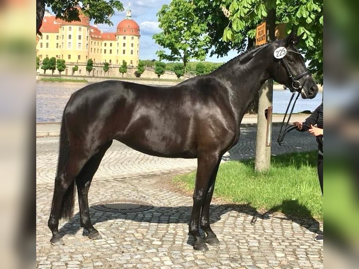 Trakehner Jument 8 Ans 164 cm Noir in Bernsdorf