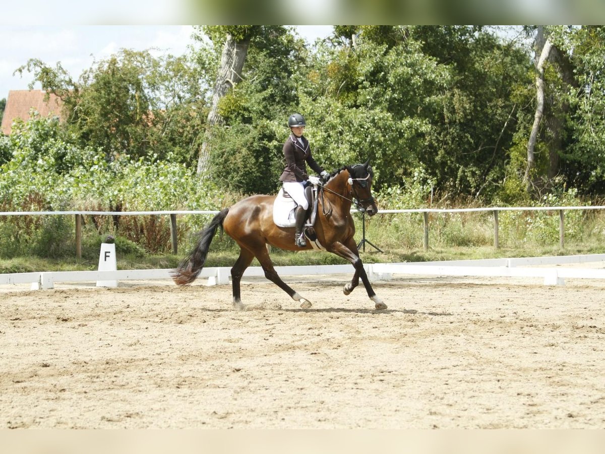 Trakehner Jument 8 Ans 170 cm Bai in Alfeld (Leine)