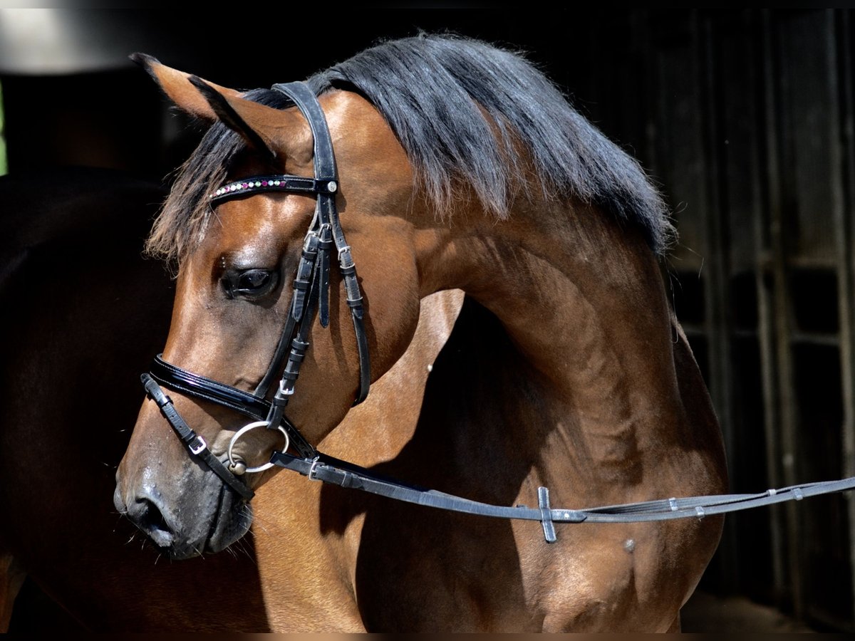 Trakehner Jument 9 Ans 162 cm Bai in Bad Oldesloe