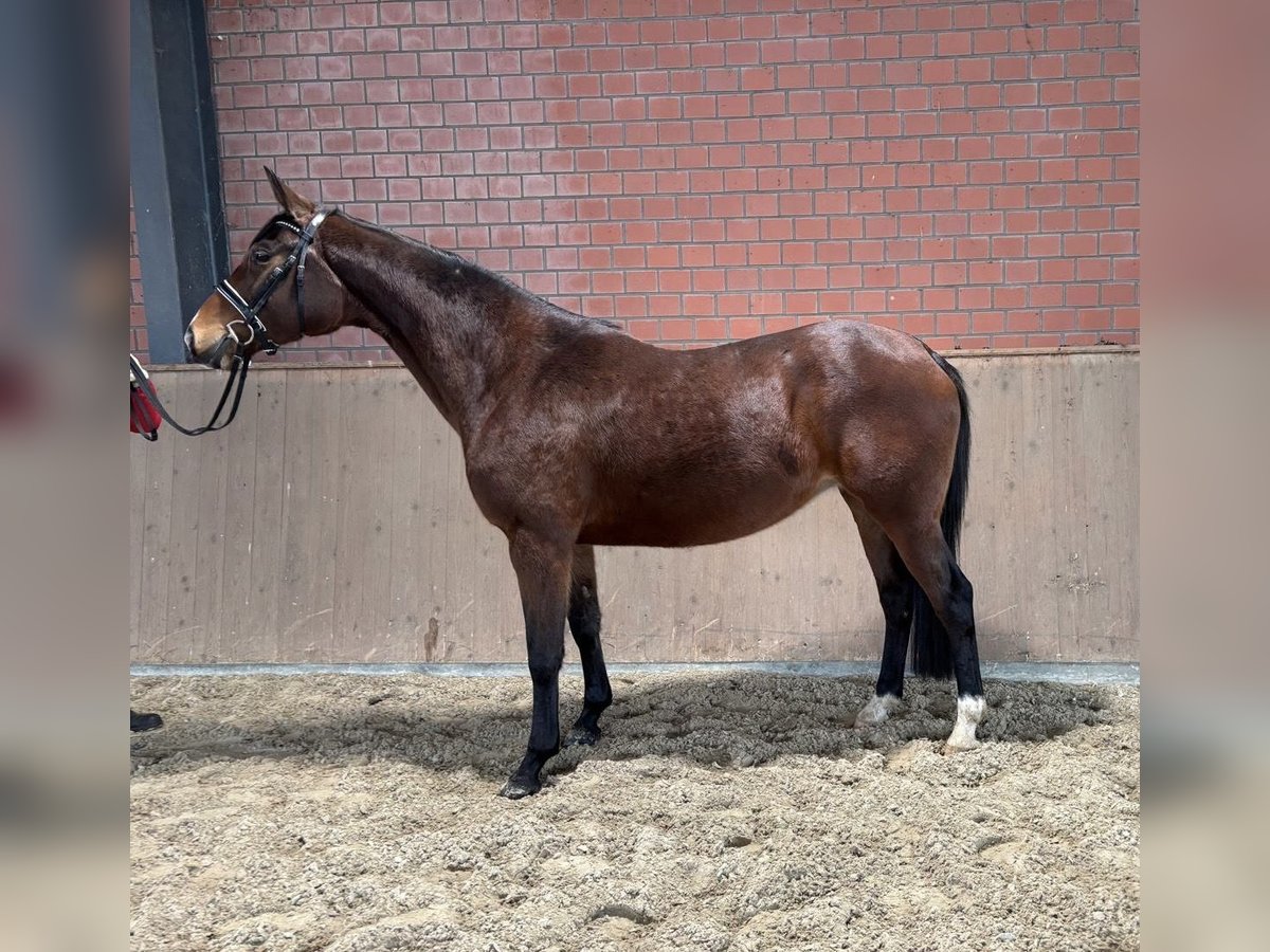Trakehner Jument 9 Ans 167 cm Bai in Rondeshagen