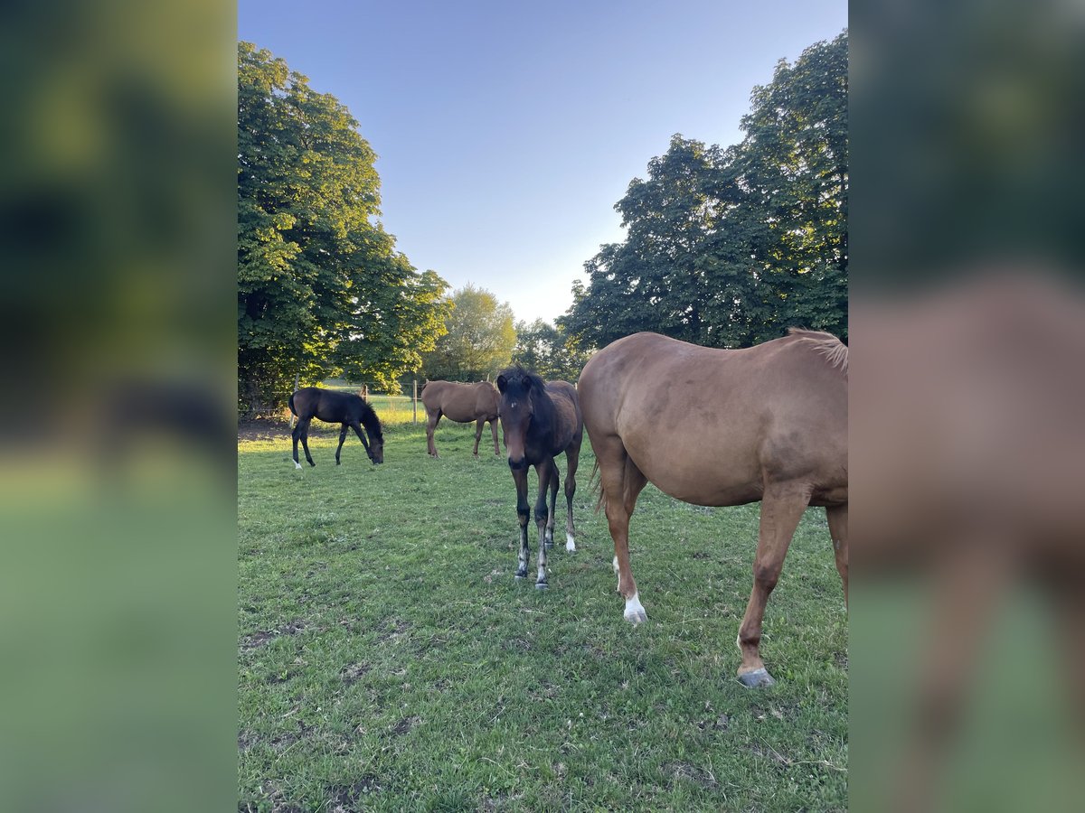 Trakehner Jument Poulain (04/2024) 164 cm Bai in Weißenburg in Bayern