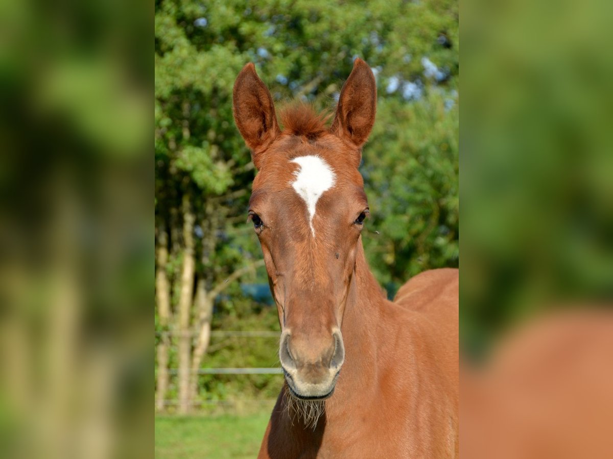 Trakehner Jument Poulain (05/2024) 170 cm Alezan brûlé in Bleckede