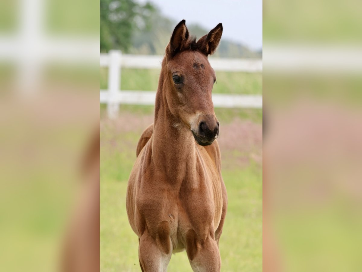 Trakehner Jument Poulain (04/2024) 170 cm Bai in Bad Oldesloe