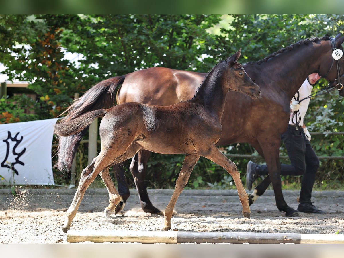Trakehner Jument Poulain (01/2025) Bai brun foncé in Wickede