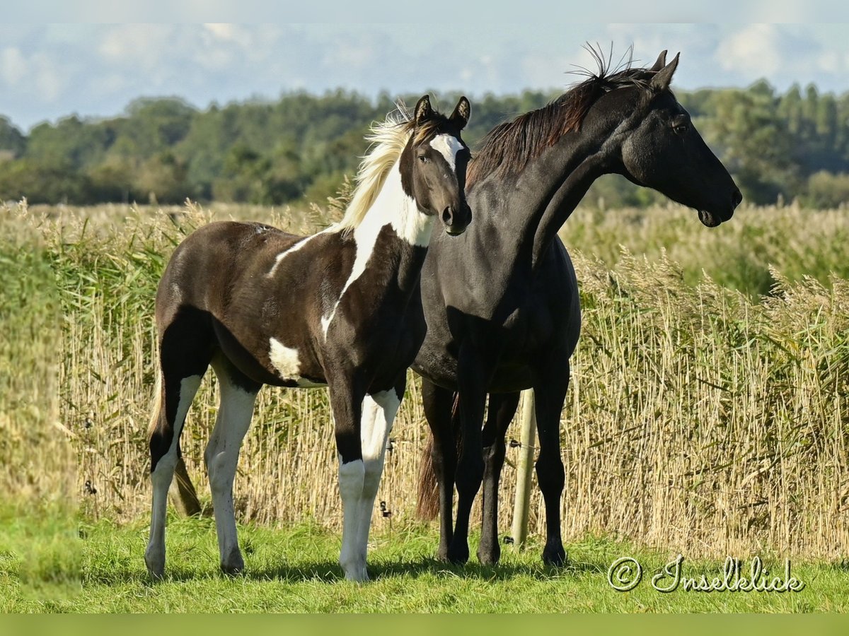 Trakehner Jument Poulain (03/2024) Pinto in Alkersum