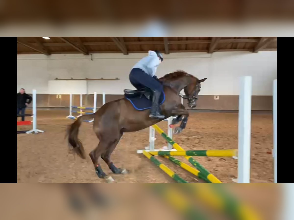 Trakehner Mare 10 years 15,1 hh Chestnut in Lehrte