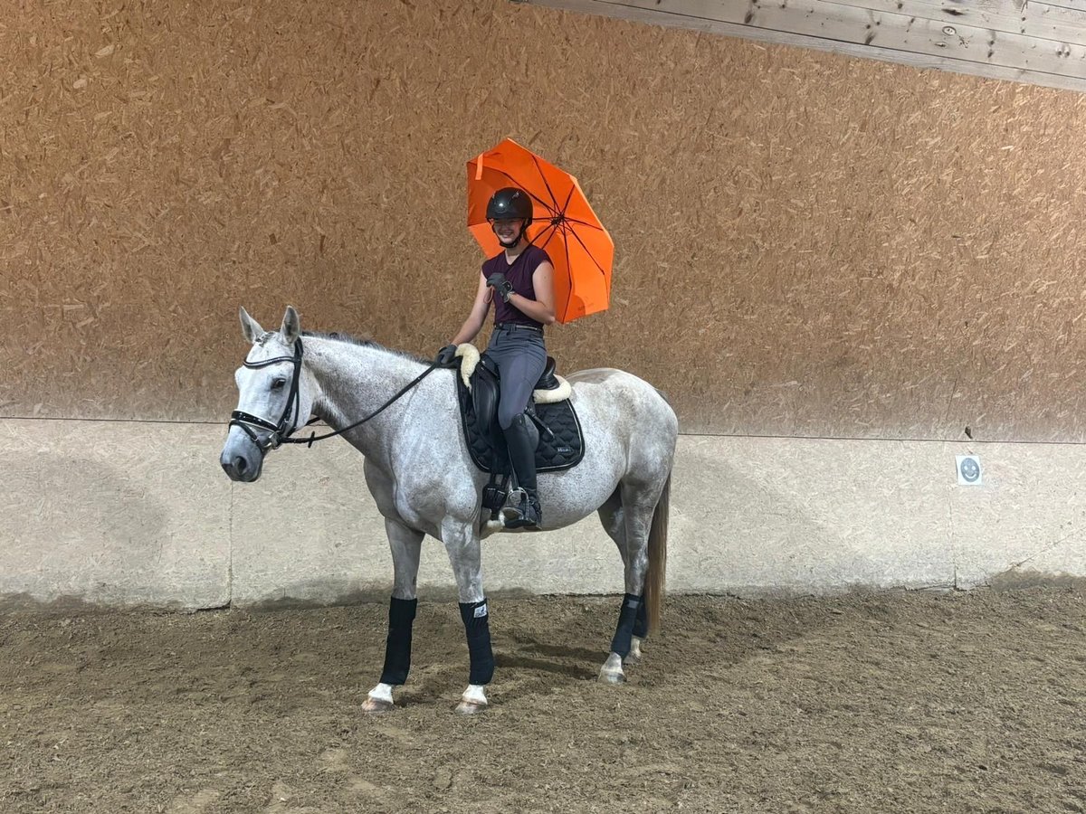 Trakehner Mare 10 years 16,1 hh Gray-Fleabitten in Wehringen