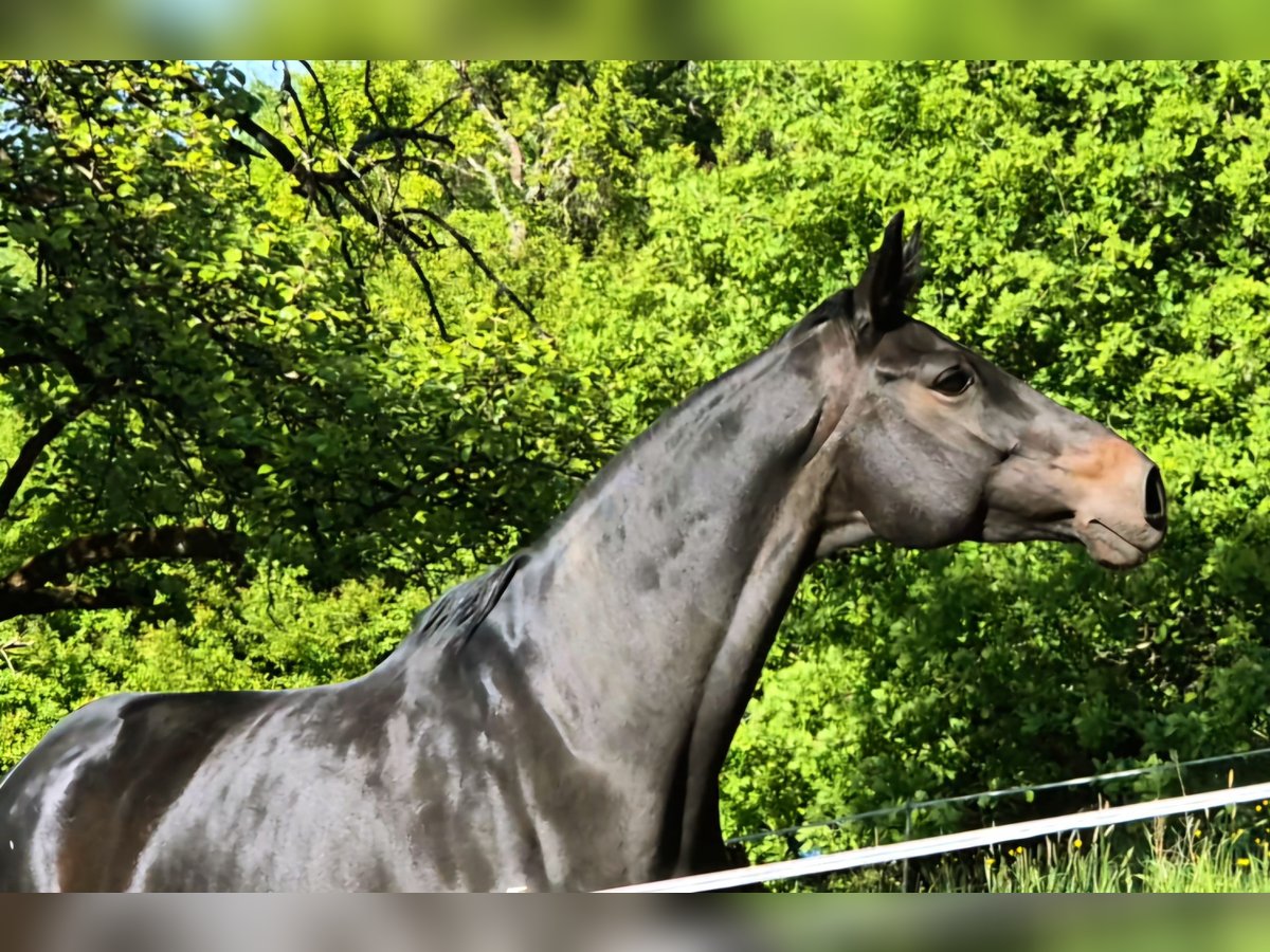 Trakehner Mare 10 years Bay-Dark in Reichenbach-Steegen