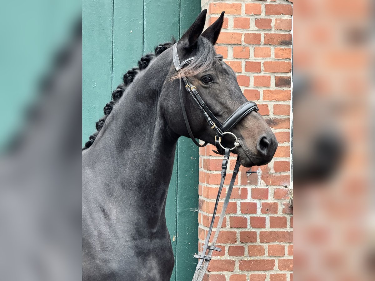 Trakehner Mare 11 years 15,2 hh Bay-Dark in Tangstedt