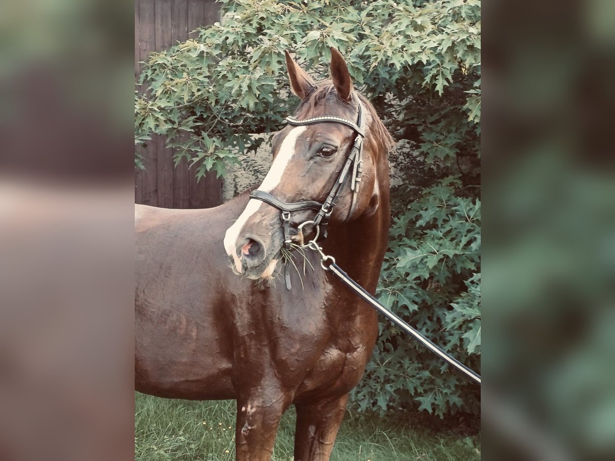 Trakehner Mix Mare 11 years 16,2 hh Chestnut-Red in Riesa