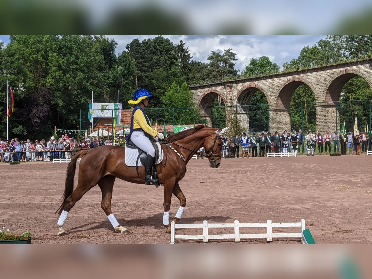 Trakehner Mare 11 years 16 hh Chestnut-Red in Korbach