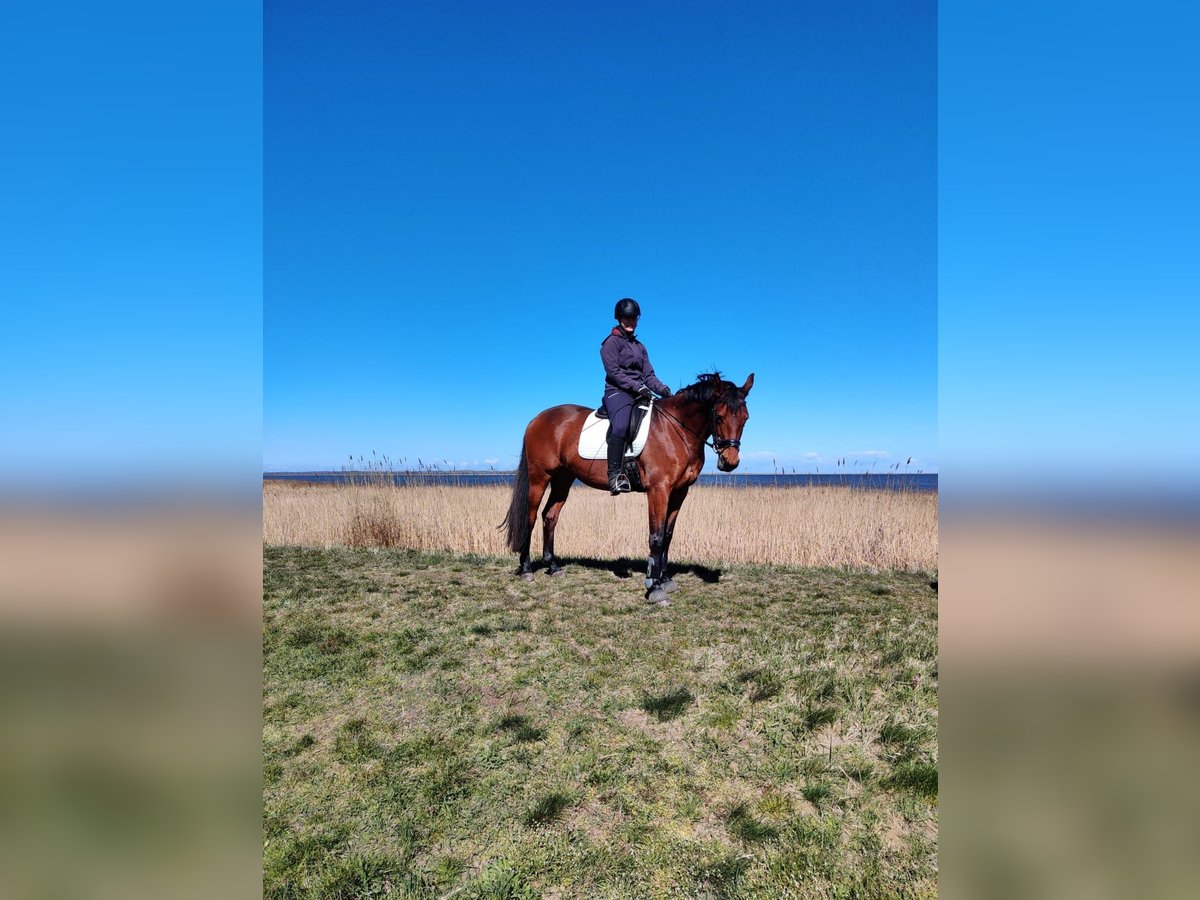 Trakehner Mare 12 years 16 hh Brown in Prohn