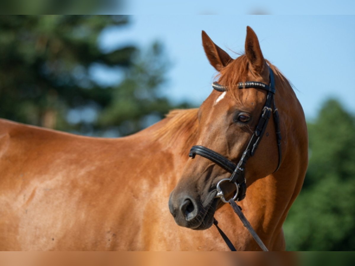 Trakehner Mare 12 years 16 hh Chestnut-Red in Garden