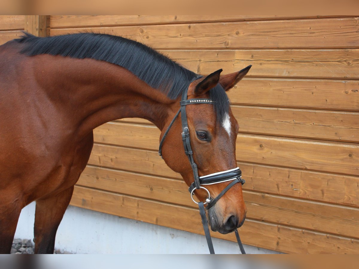 Trakehner Mare 13 years 15,2 hh Brown in Wartenberg