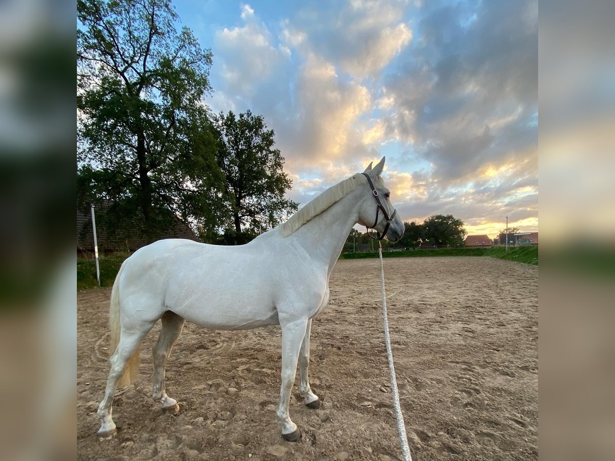 Trakehner Mare 13 years 16 hh Grey in Osterholz-Scharmbeck