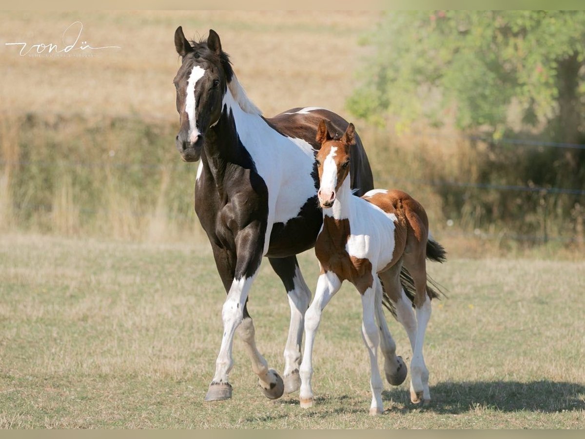 Trakehner Mare 13 years 16 hh Pinto in Wolfhagen