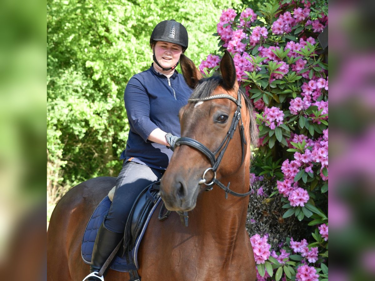 Trakehner Mare 13 years 16,3 hh Brown in Lüneburg