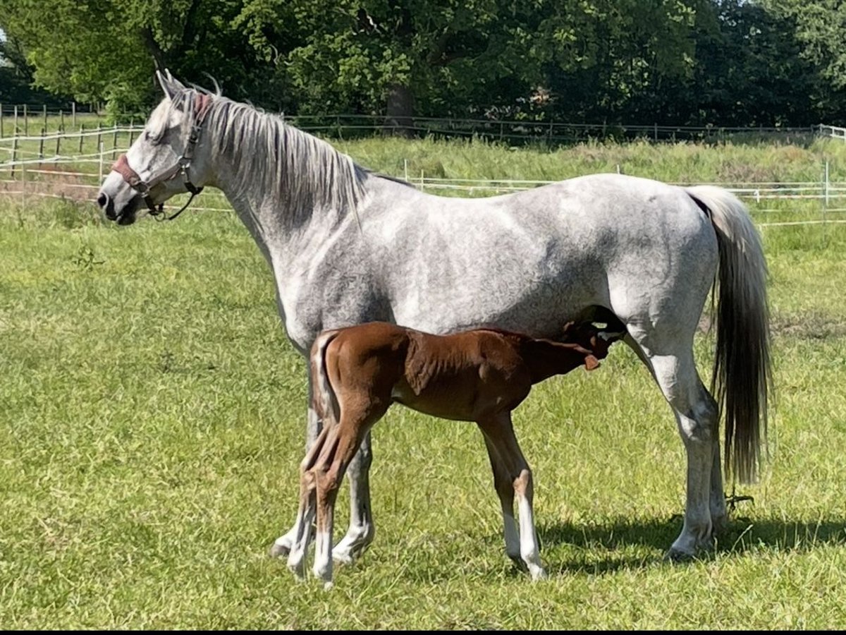 Trakehner Mare 14 years 15,3 hh Gray-Fleabitten in Wildeshausen