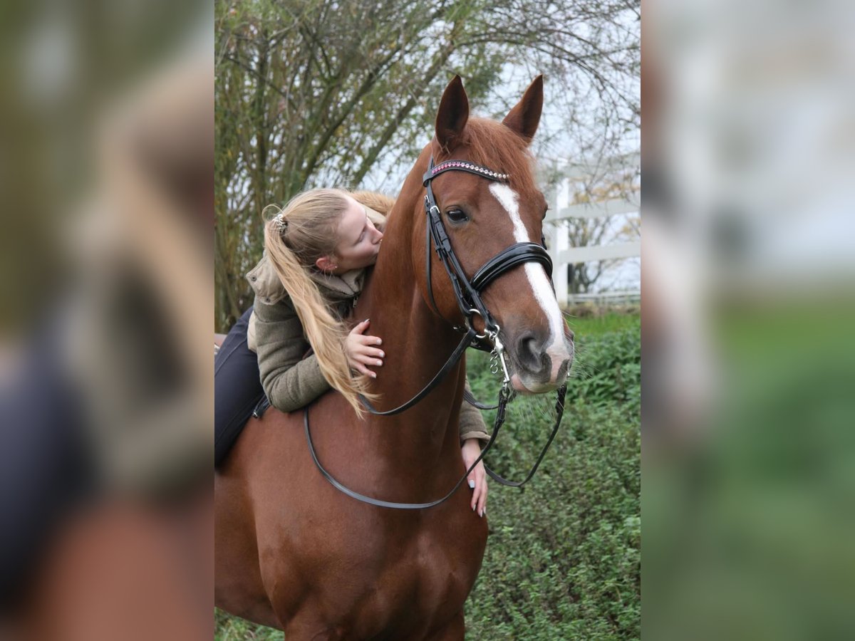 Trakehner Mare 14 years 16,2 hh Chestnut-Red in Gevelsberg