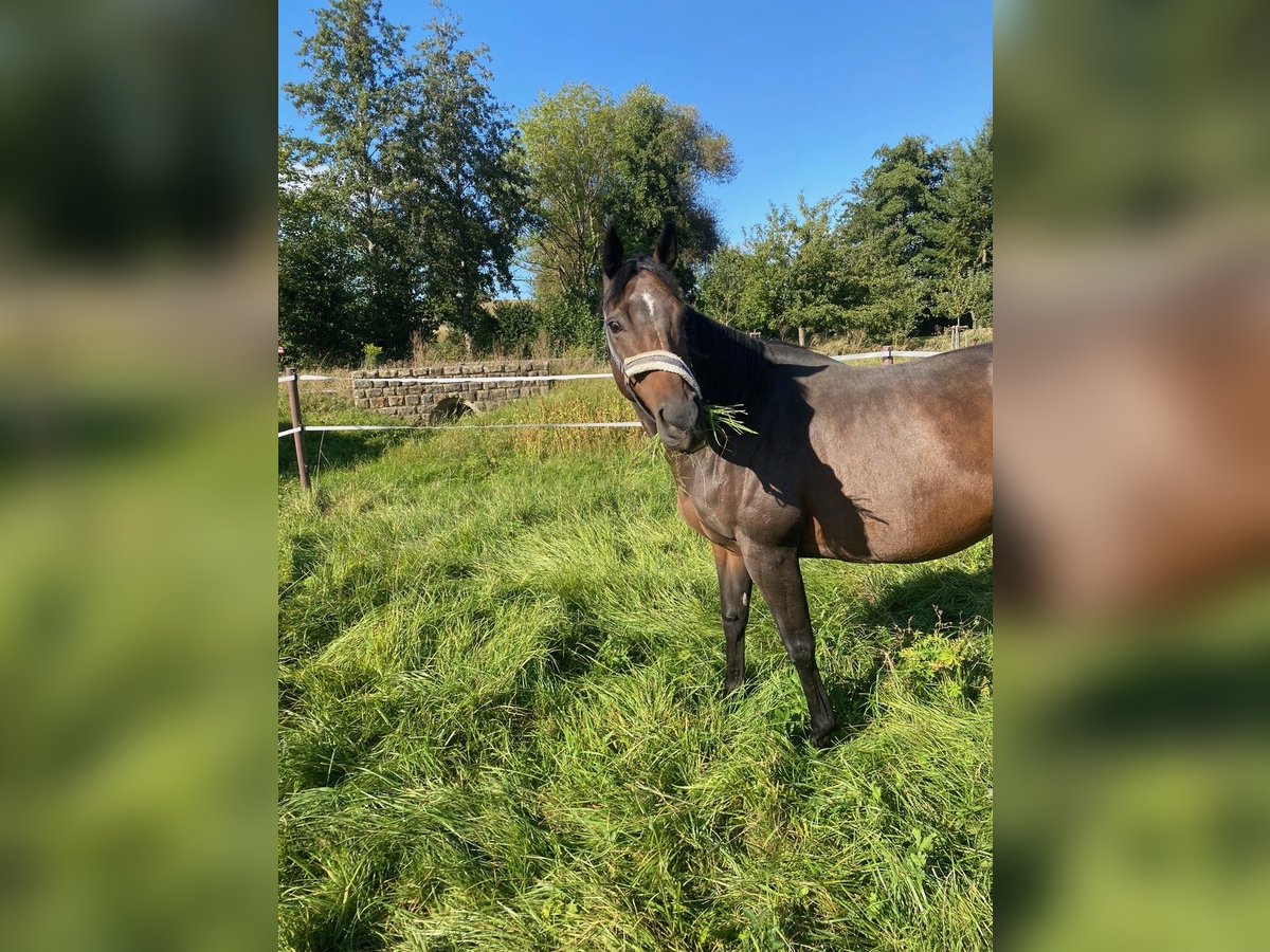 Trakehner Mare 14 years 16 hh Bay-Dark in Stadtlauringen