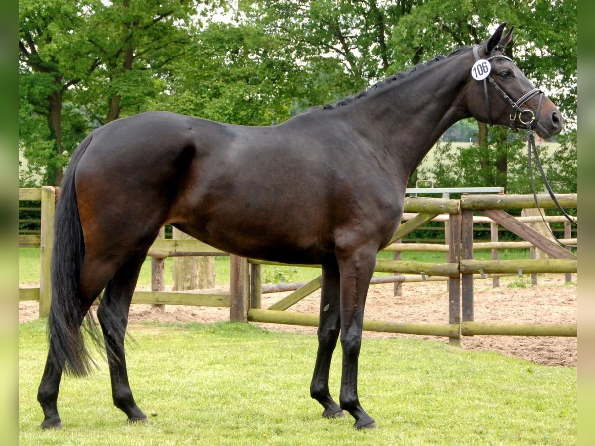 Trakehner Mare 14 years 16,2 hh Smoky-Black in Bad Zwischenahn